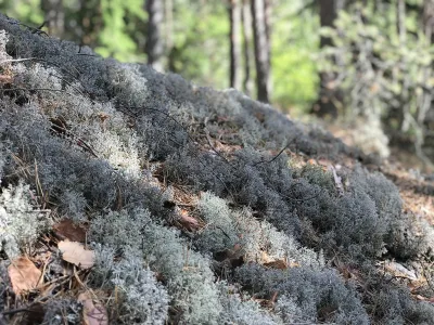 Vefall - Reinstaul