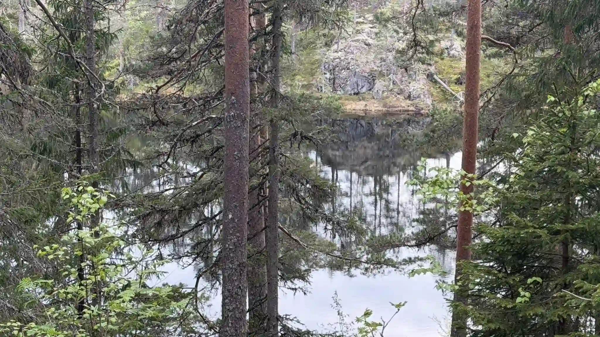 Neslandstjønni