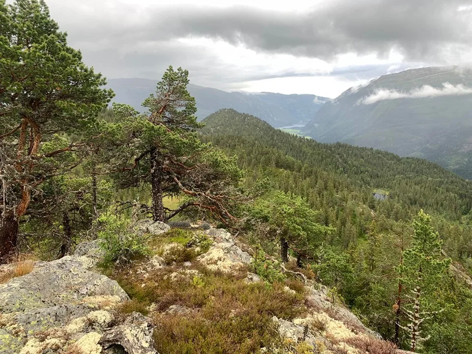 Nystaulnuten