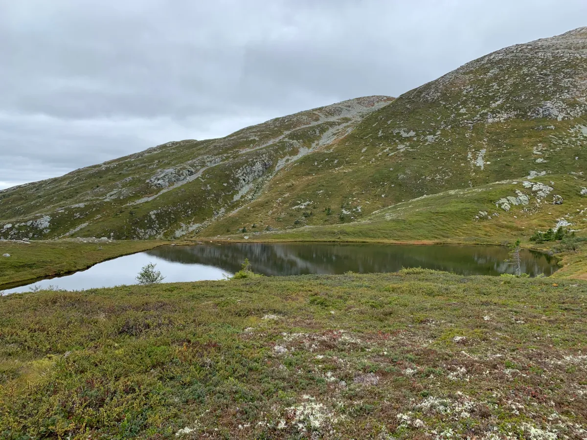 Tjønni på Humlenesfjellet