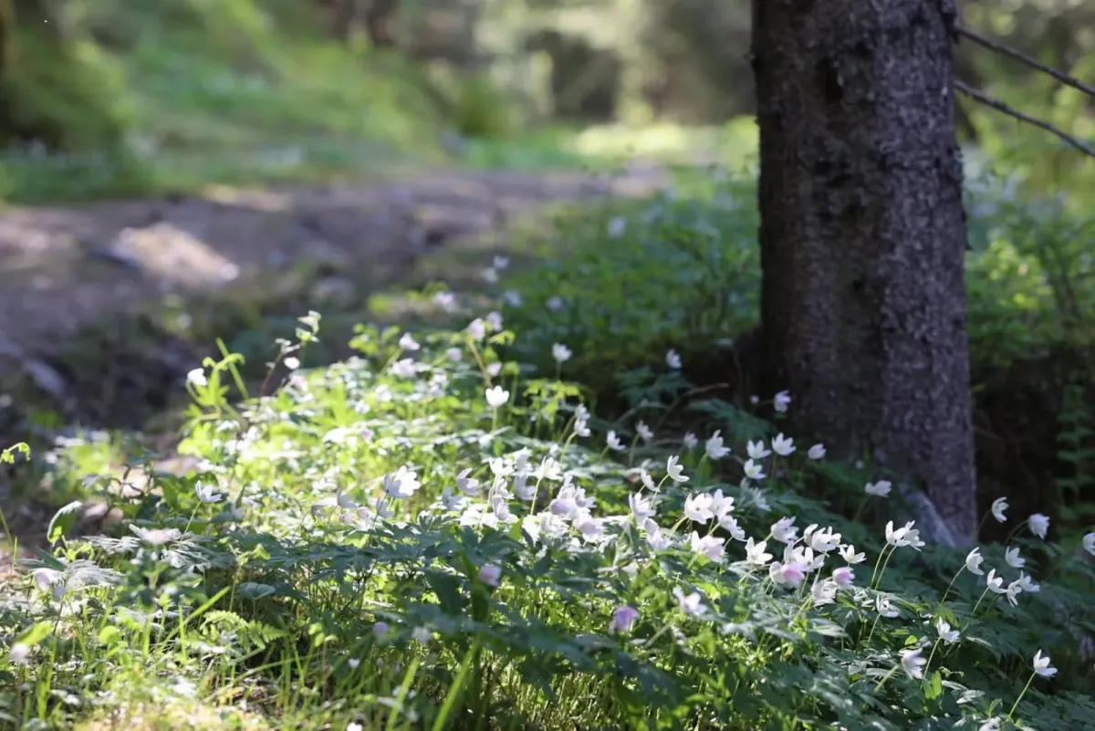 Hanakamjuvet i Kivledalen