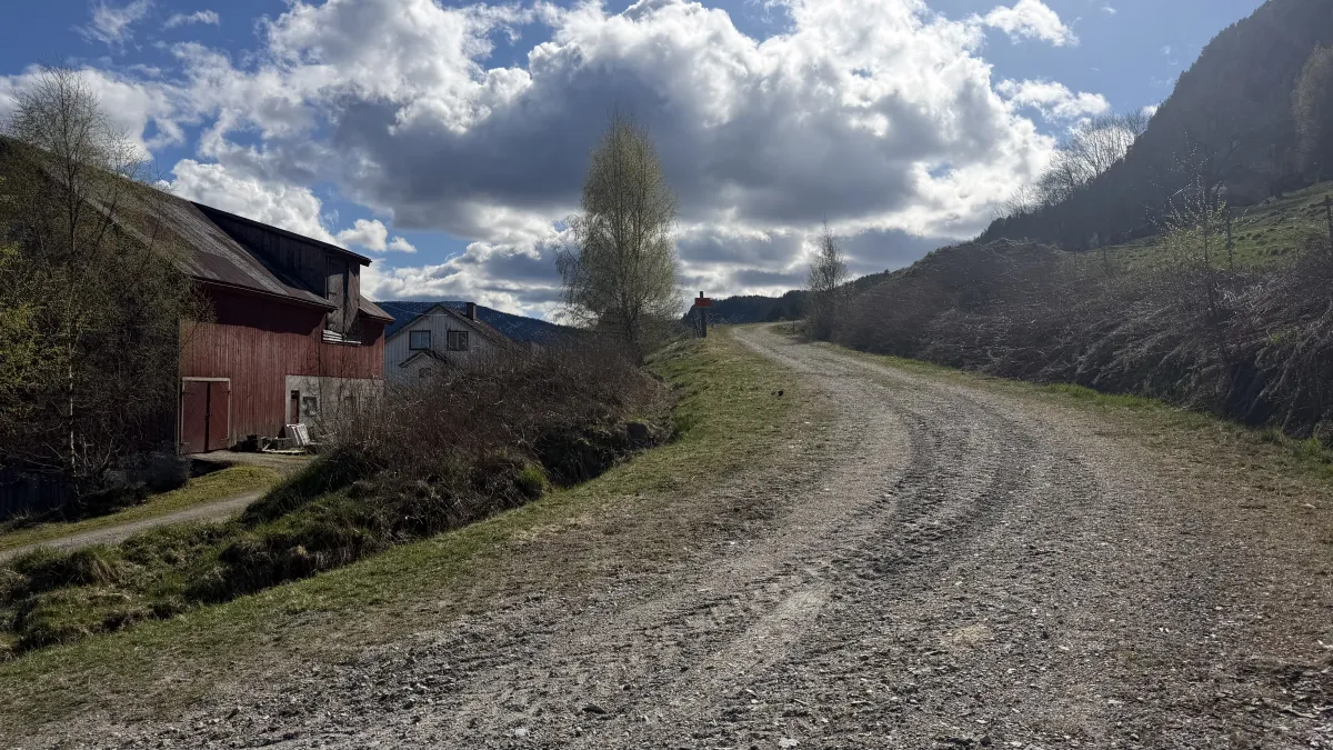 På Raudbergnuten ligg furua langflat