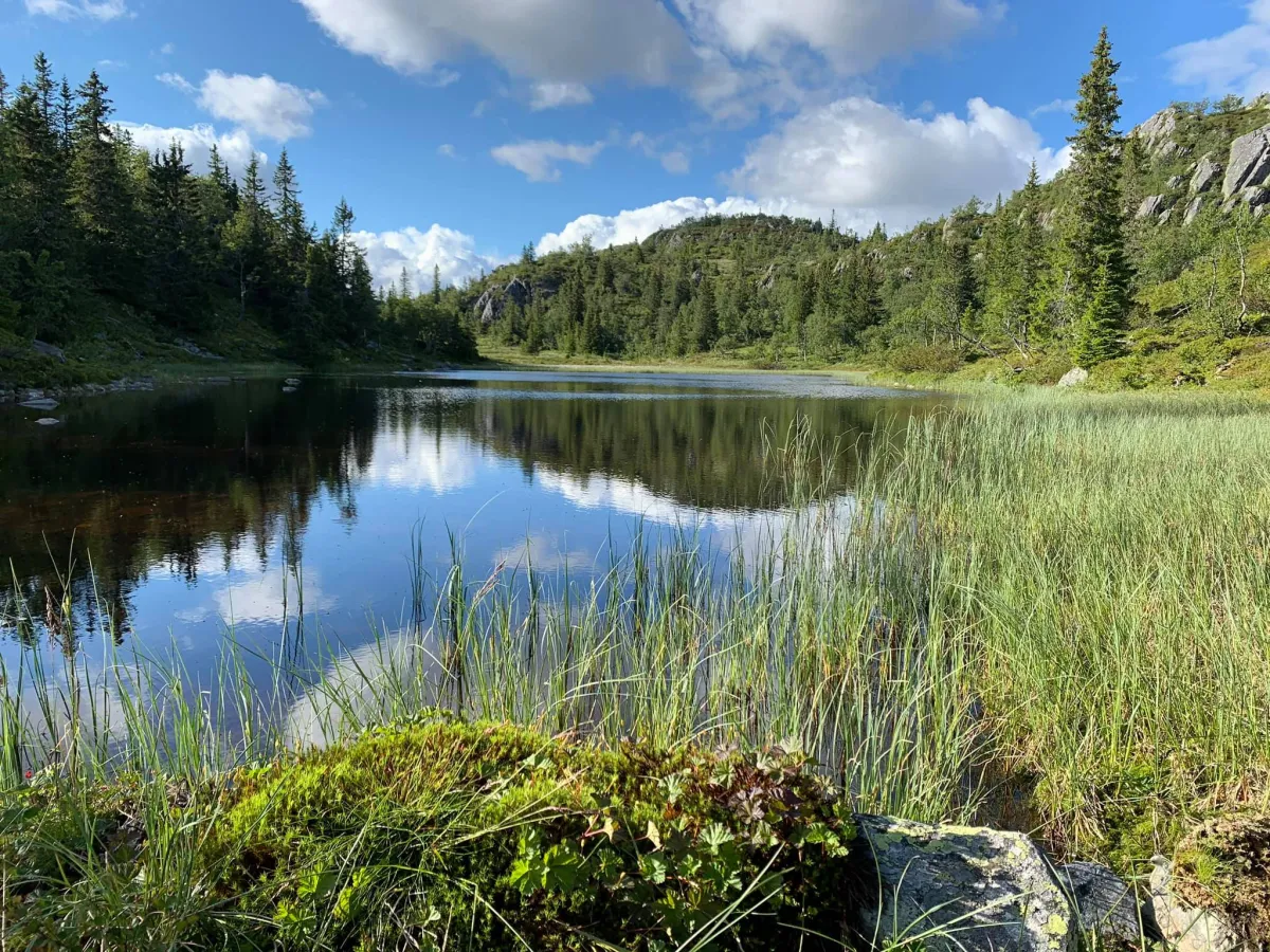 Vetrhusnutane in Åmotsdal.