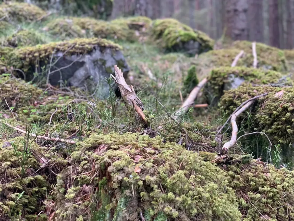 Kyrkjeskogen i Flatdal