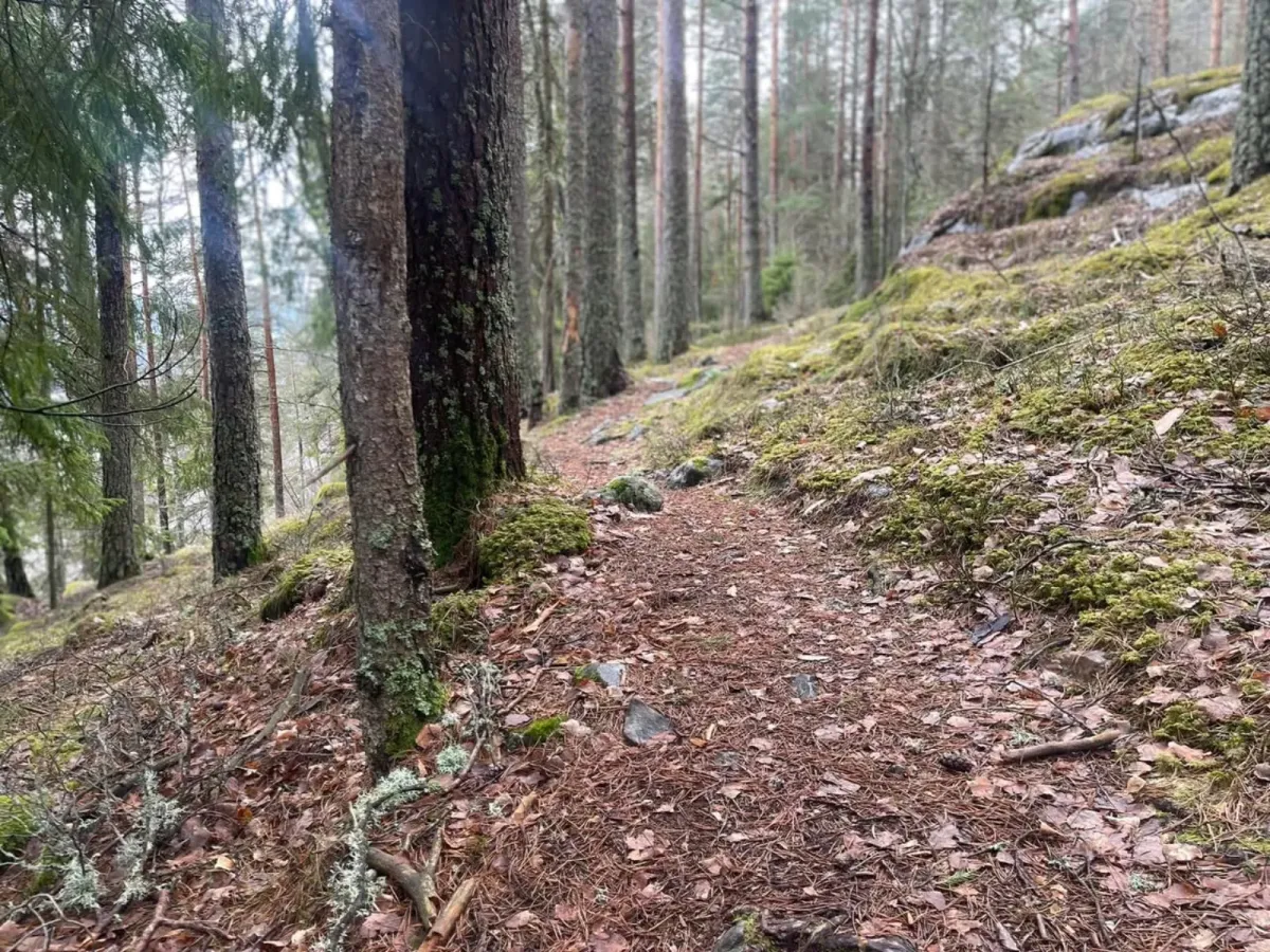 Nå er tida for nærtur på barmark i solfylte lier