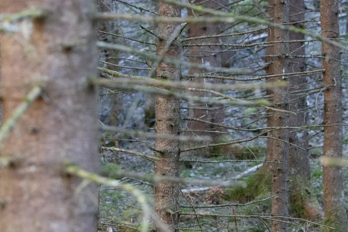 Vebekkdalen. Ute langs Seljordvatnet, etter Telnes, ligg eit dalføre som heiter Vebekkdalen. På andr…