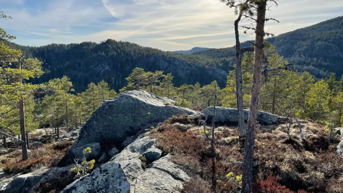 Skogstur i bratt terreng i Nordbygdi i Seljord