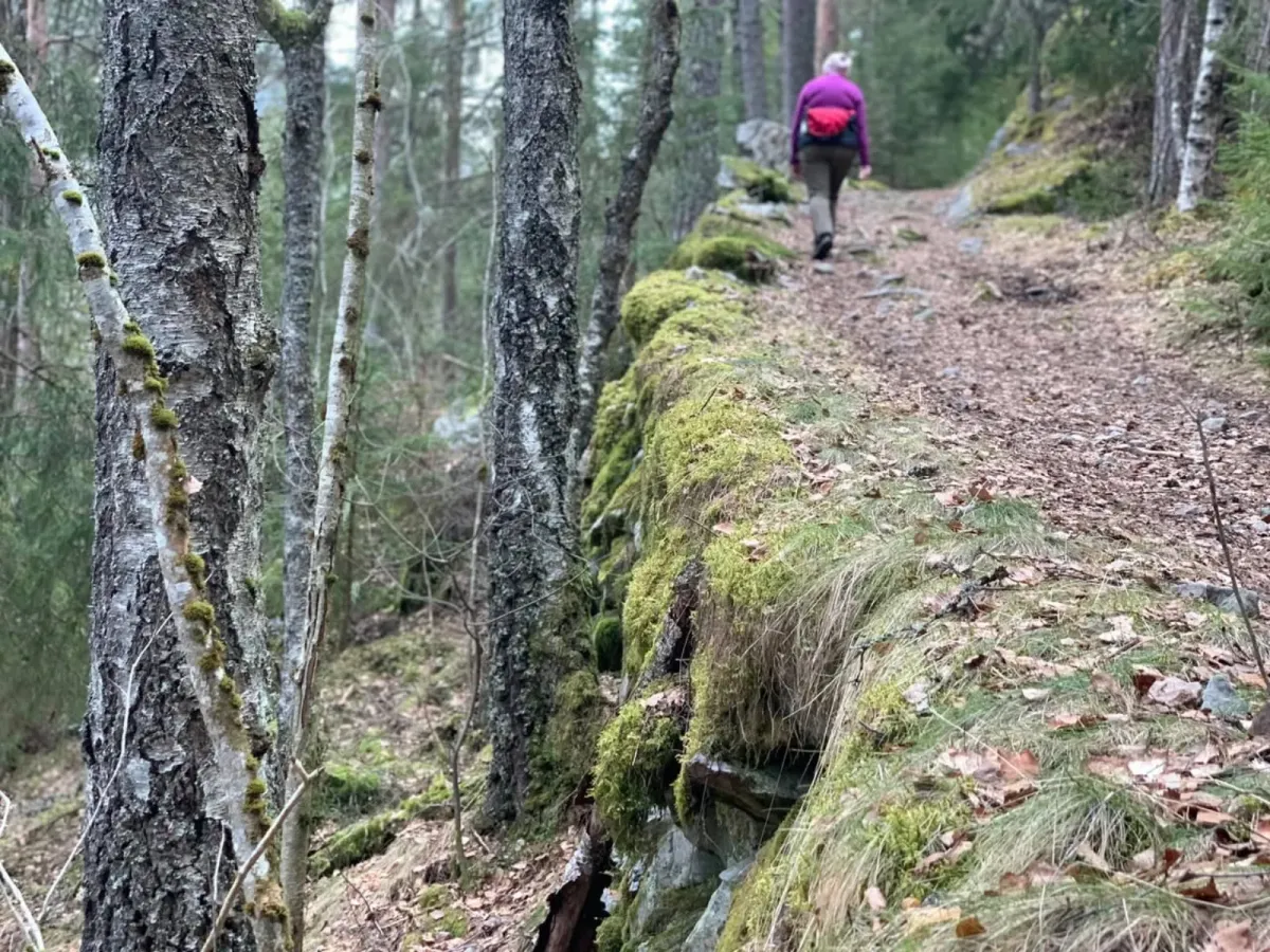 Fin gåtur frå Prestegarden, opp i Hartoll skogen og over til Åsheimgardane