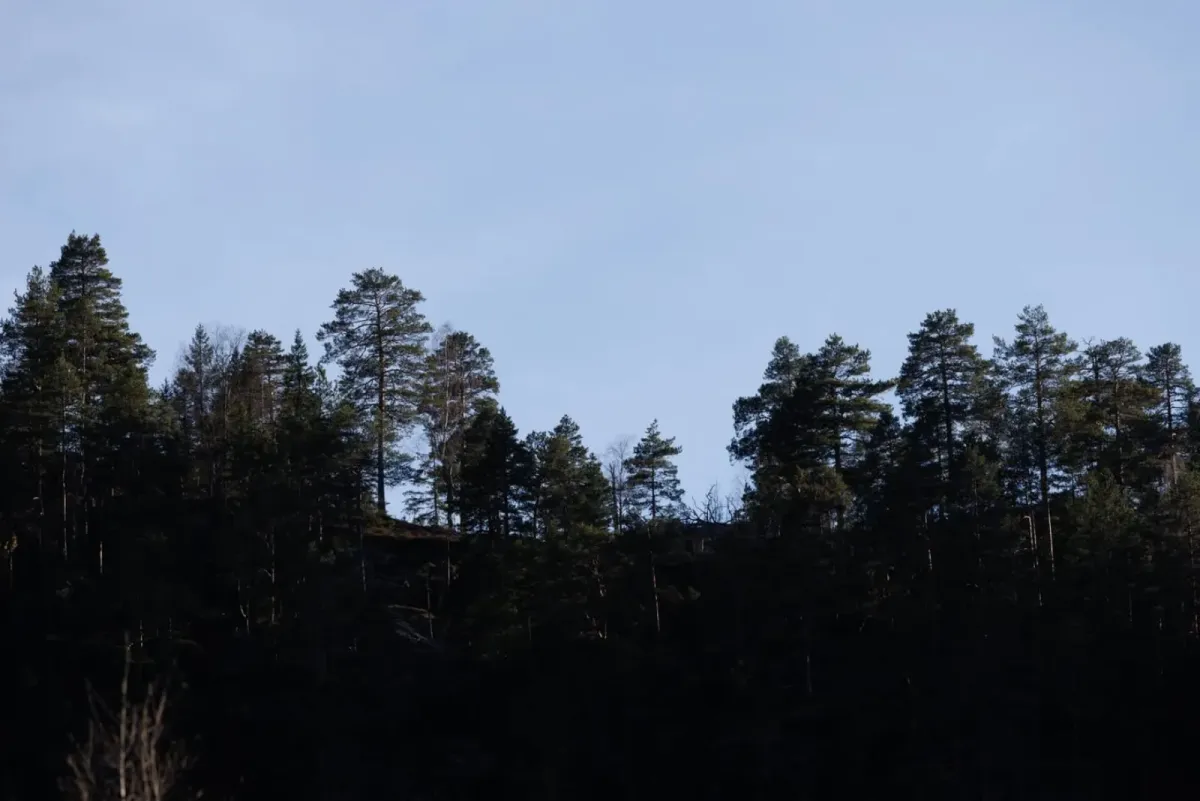 Näher kann man dem Wald nicht kommen