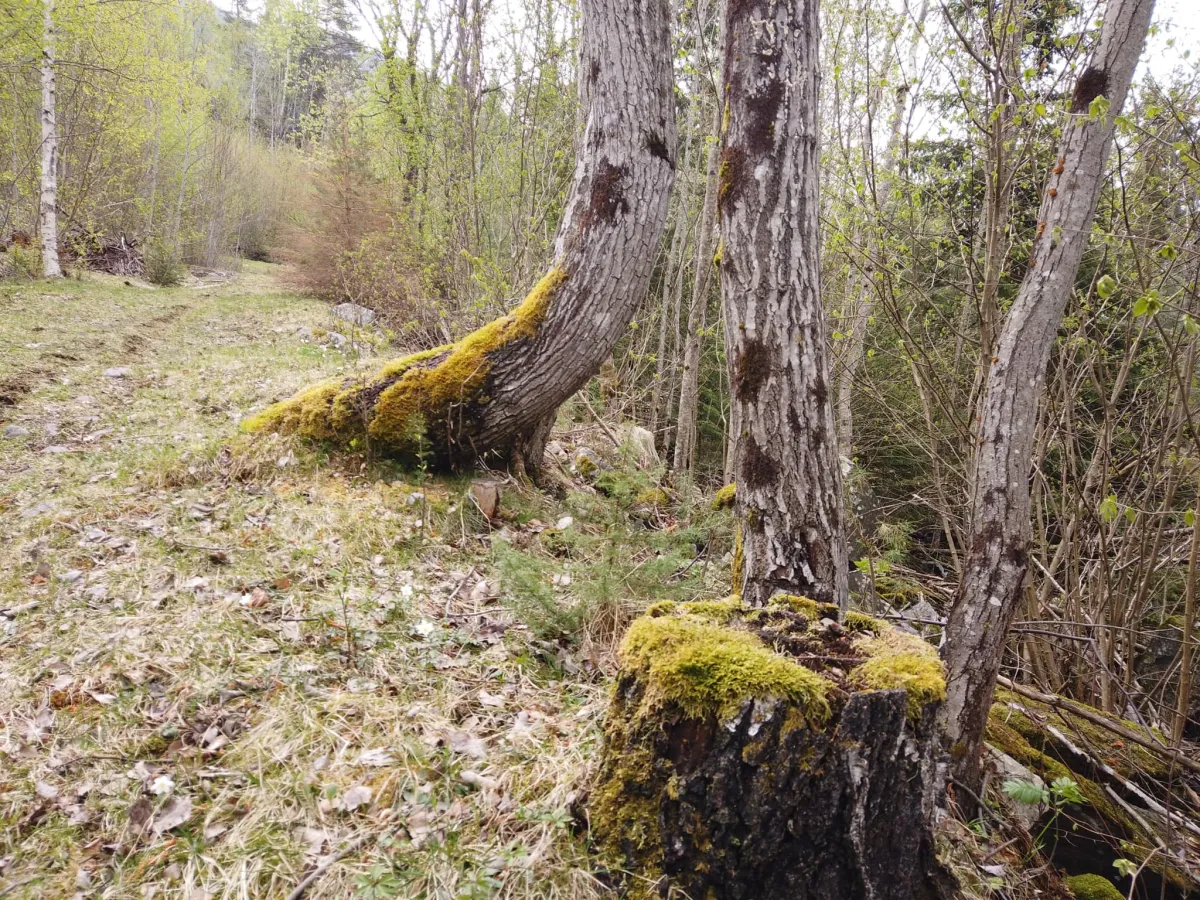 Naturleg flott