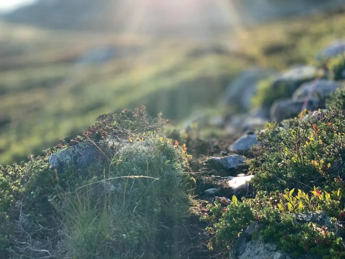 Lifjell zeigt sich jetzt von seiner besten Seite