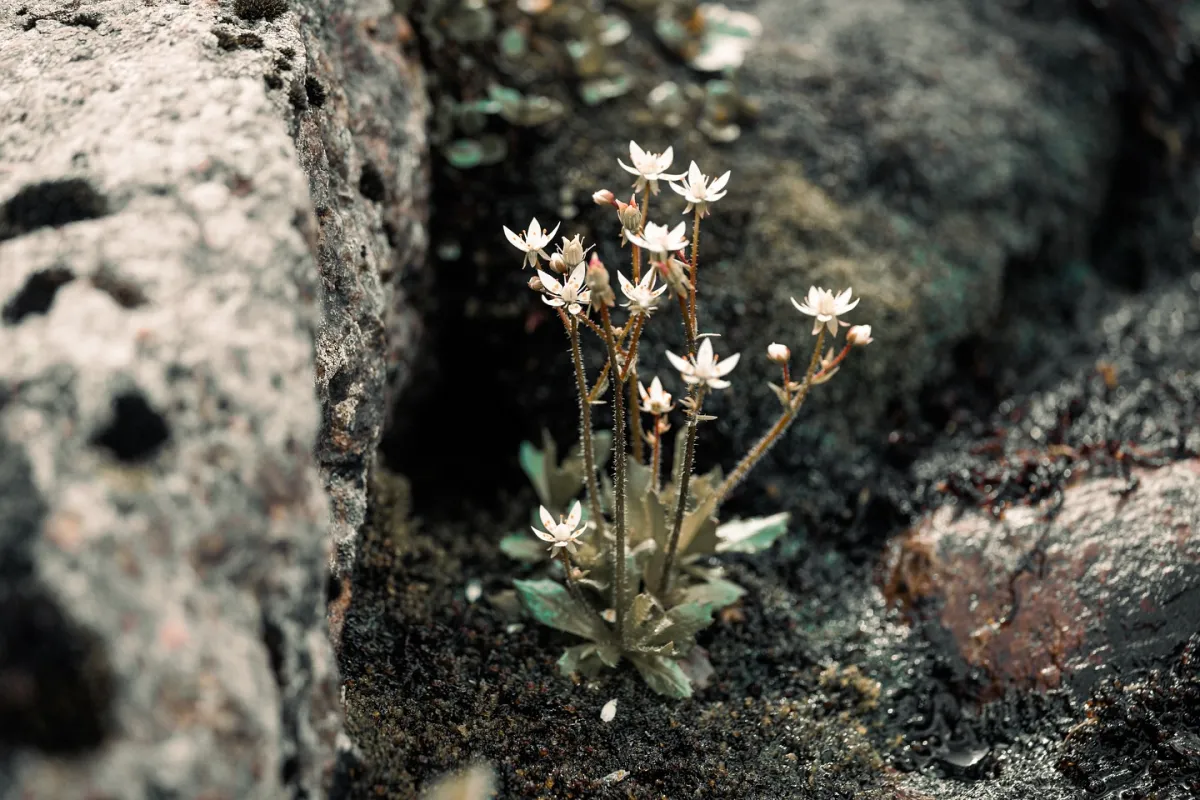 Details aus der Wildnis