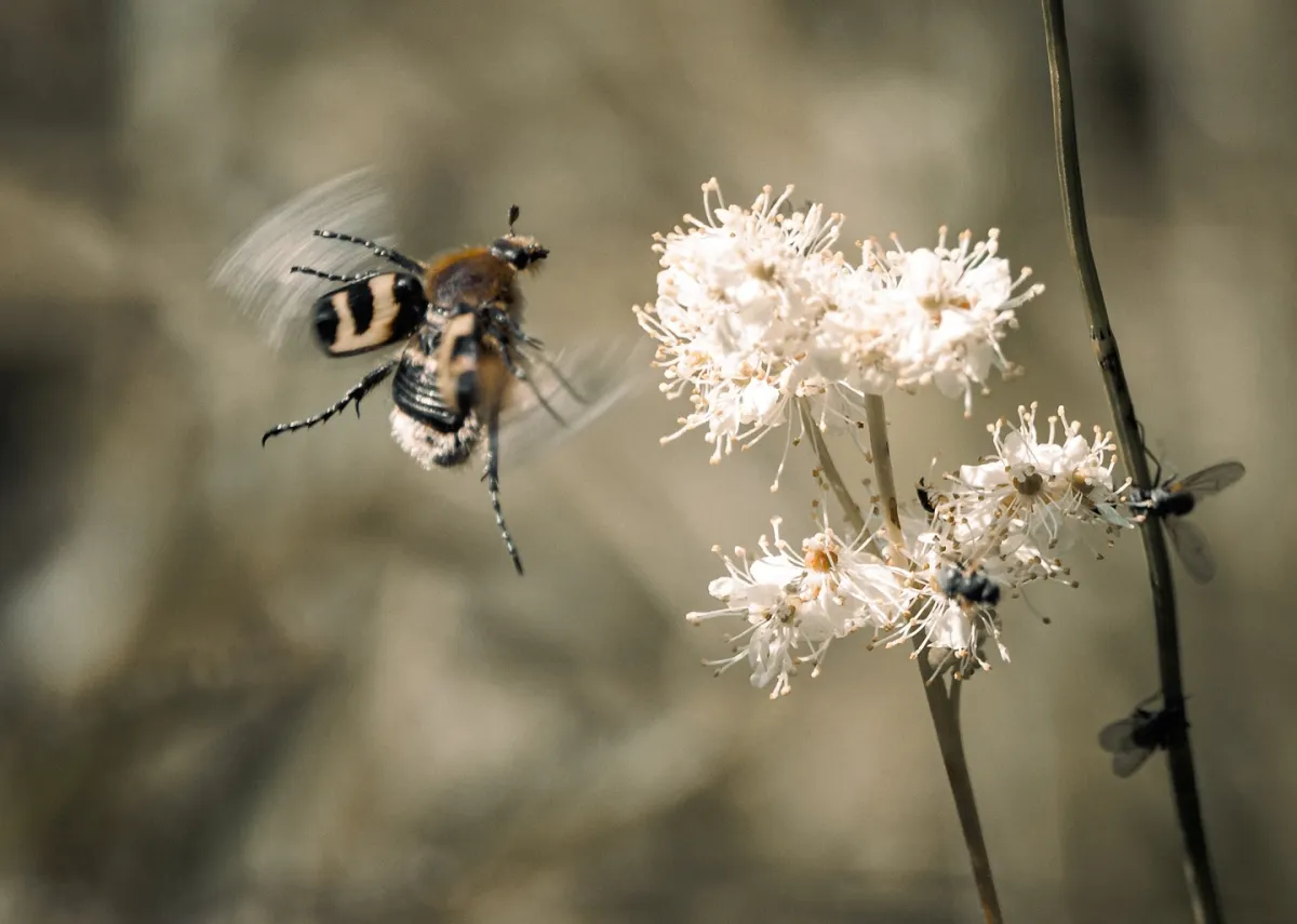 Die Flora und Fauna der Wildnis
