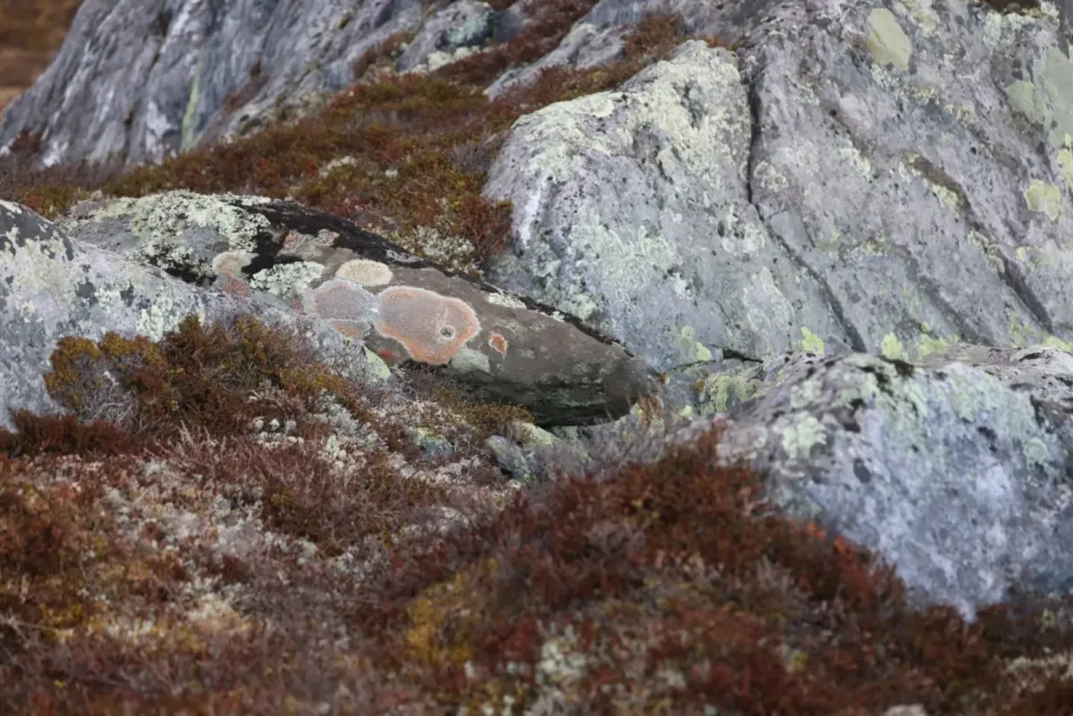 Rakkenetten inn mot verneområdet i Brattefjell