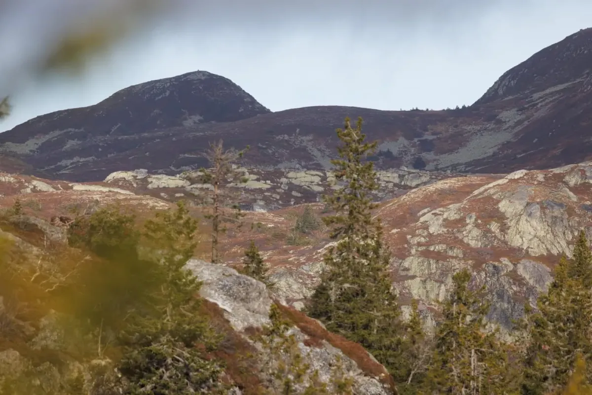 Skautjønnfjellet (972 moh)