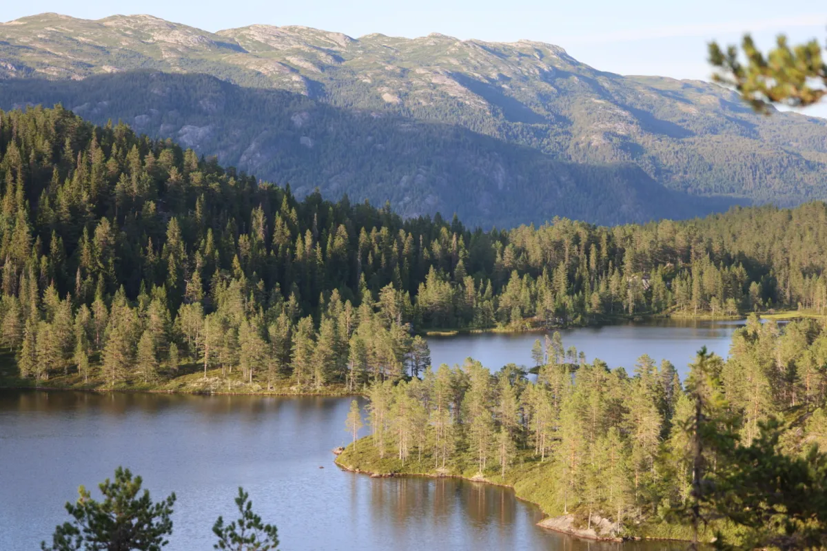 Skogstur