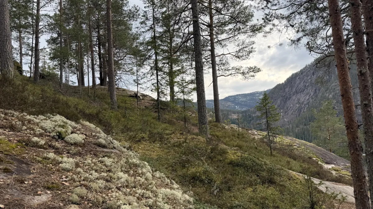 Høgås