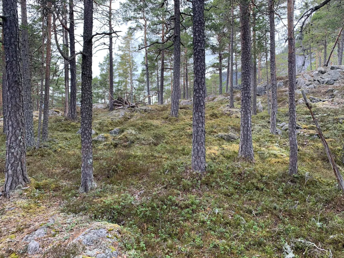 Elgområde